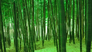 ヘッドスパ写真